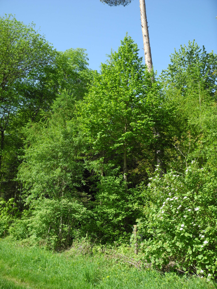 dscn9429-1714660719.jpg
