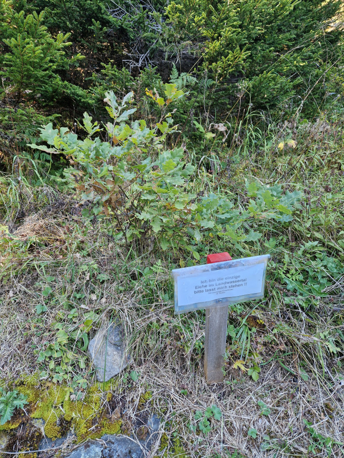eiche-rutiwald-davos-dorf.jpg